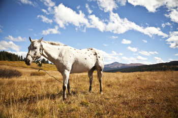 White Horse White Horse