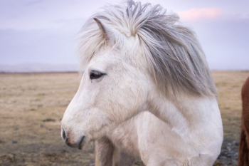 white horse white horse