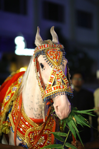 White Horse