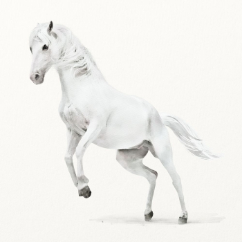 White horse illustration, animal watercolor | Free Photo Illustration - rawpixel