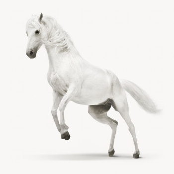 White horse isolated on white, | Free Photo - rawpixel White horse isolated on white, | Free Photo - rawpixel