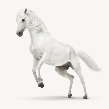 White horse isolated on white, | Free PSD - rawpixel White horse isolated on white, | Free PSD - rawpixel