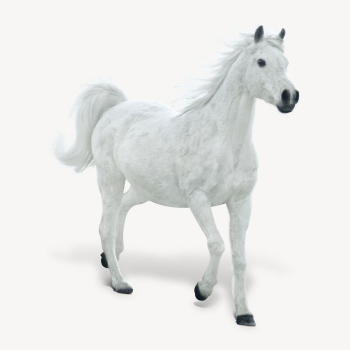 White horse isolated on white, | Free PSD - rawpixel White horse isolated on white, | Free PSD - rawpixel