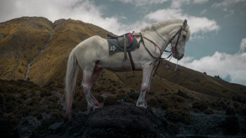 White Horse on Grass