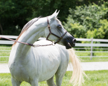 White Horse On Grass Field