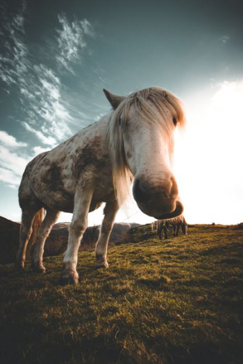 white horse on green grass white horse on green grass