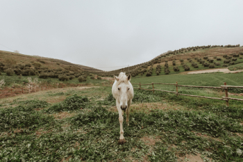 White Horse Standing on Green Grass Field