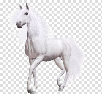 White horse , Wild horse Pony, White Horse transparent background PNG clipart