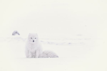 white husky on snowfield white husky on snowfield