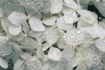 White Hydrangea Blossoms With Water White Hydrangea Blossoms With Water