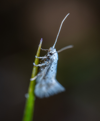 White Insect White Insect