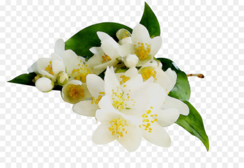 White Jasmine Essential oil Shrub Aroma Nepal FM -  