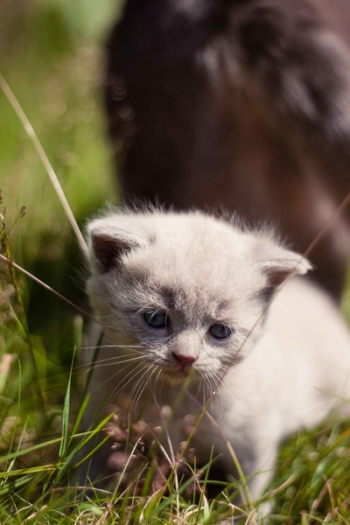 White Kitten White Kitten
