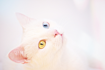 White Kitten White Kitten