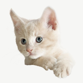 White kitten collage element, isolated | Free PSD - rawpixel White kitten collage element, isolated | Free PSD - rawpixel