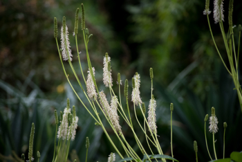 White Leaf Plant during Daytime