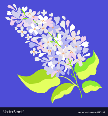 white lilac on bright blue background white lilac on bright blue background