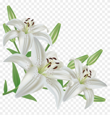 White Lilium Png Clipart Picture - Lily Flower Png