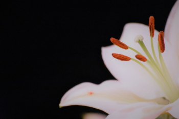 White Lily Flower White Lily Flower