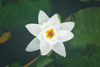 white lily flower selective focus photography white lily flower selective focus photography