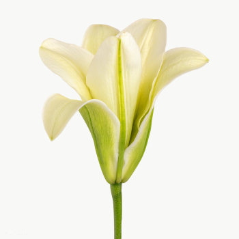 White lily flower transparent png | Free  transparent png - 2278213