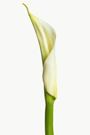 White lily flower transparent png | Free  transparent png - 2278252