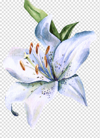 White lily illustration, Lilium Watercolor painting Watercolour Flowers Ink wash painting, Small hand-painted lily transparent background PNG clipart