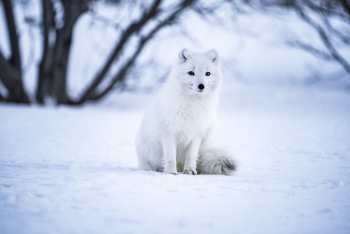 White little fella