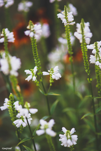 White little flowers. Visit Kaboompics for mo.. | Free stock photo - 435873 White little flowers. Visit Kaboompics for mo.. | Free stock photo - 435873