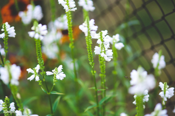 White little flowers. Visit Kaboompics for mo.. | Free stock photo - 436164 White little flowers. Visit Kaboompics for mo.. | Free stock photo - 436164