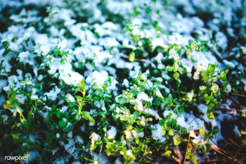 White little flowers. Visit Kaboompics for mo.. | Free stock photo - 436183 White little flowers. Visit Kaboompics for mo.. | Free stock photo - 436183
