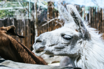 White Llama White Llama