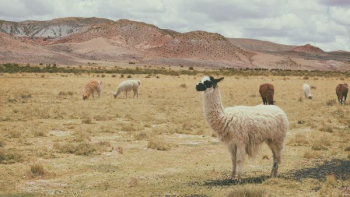 white llama on brown grass white llama on brown grass