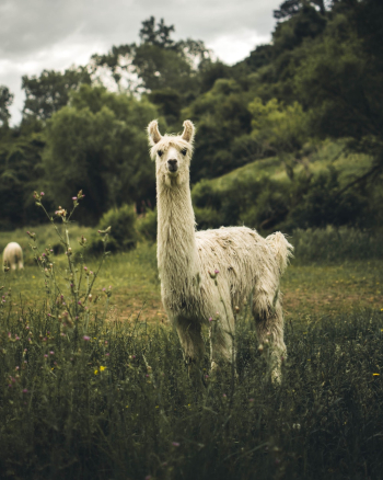 White Llama on Green Grass White Llama on Green Grass