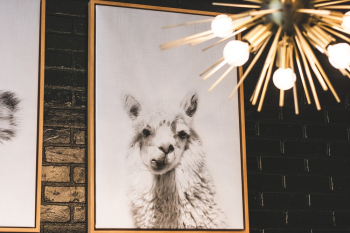White Llama Photo White Llama Photo