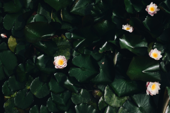 White Lotus Flower