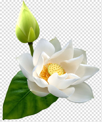 White lotus flower illustration, Nelumbo nucifera Flower , Lotus HD transparent background PNG clipart