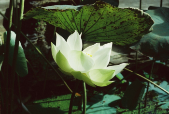 White lotus. Photo taken with motion film, Kodak Vision 2 200T. 