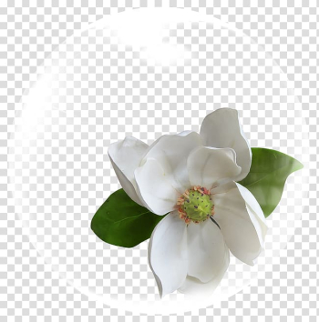 White magnolia flower in bubble illustration, Cape jasmine Flower White, Bubble Flowers transparent background PNG clipart