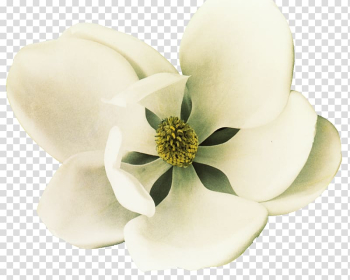 White Magnolia flower, Southern magnolia Petal Flower White, White magnolia flowers transparent background PNG clipart