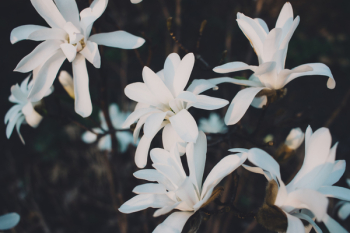 White magnolia flowers White magnolia flowers