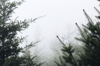 White mist around green conifer | Free Photo - rawpixel