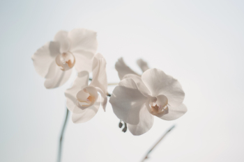 White Moth Orchid White Moth Orchid