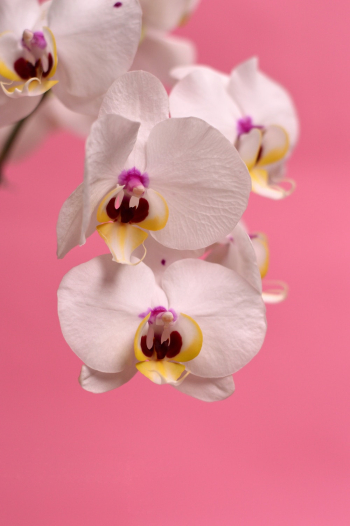 White Moth Orchid White Moth Orchid
