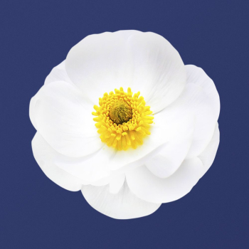 White mountain buttercup, flower clipart | Free Photo - rawpixel White mountain buttercup, flower clipart | Free Photo - rawpixel