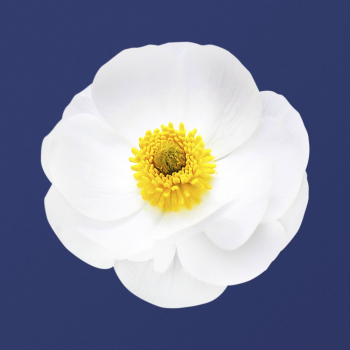 White mountain buttercup, flower collage | Free PSD - rawpixel White mountain buttercup, flower collage | Free PSD - rawpixel