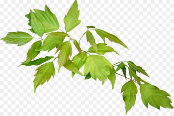 White mulberry Leaf Encapsulated PostScript - leafs White mulberry Leaf Encapsulated PostScript - leafs