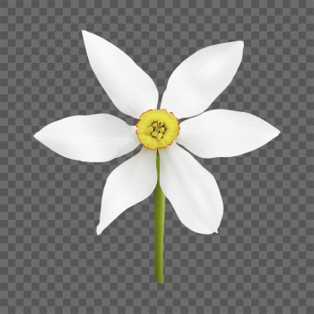 White narcissus png, flower clipart, | Free PNG - rawpixel