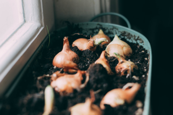 White Onions on Soil White Onions on Soil