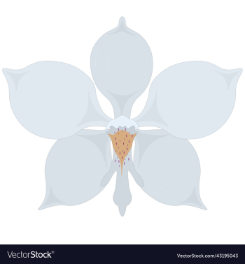 white orchid flower white orchid flower